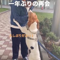 立ち上がる犬