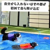 初めてプールへ飛び込んだ