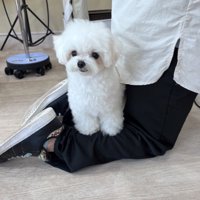 キリッ