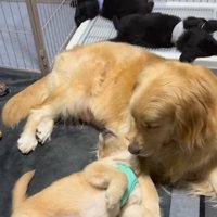 たのちゃんと赤ちゃん犬5