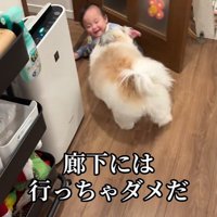 赤ちゃんを守る小太郎くん5