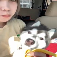 バナナを食べる犬1