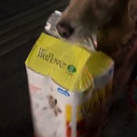 荷物を口に咥えて家に向かう犬