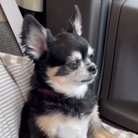 窓の外へ顔を向ける犬
