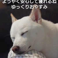 すやすや眠る犬