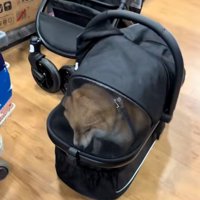 うつむくりんちゃん