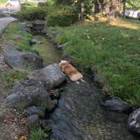 冷やし