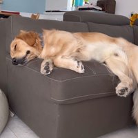 ベッドが羨ましいぷりんくん3