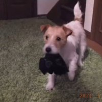 やんちゃなミントちゃん