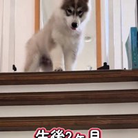階段が降りられないパウくん