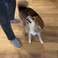 大好きなおじさんが来た時のはちちゃん3