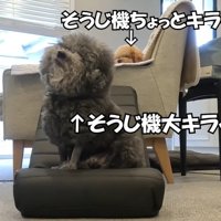 2匹揃って避難中