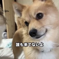 首をかしげる犬