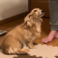 「許してください…！」