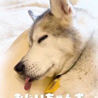 舌を出して二度寝をするおじいちゃん犬