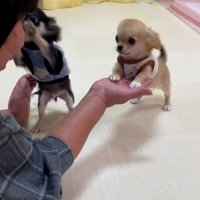 犬使いのおばあちゃん