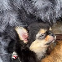 首が落ちてしまう
