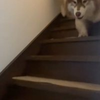 階段を並んで降りる2匹の大型犬