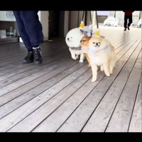 歩く3匹の犬2