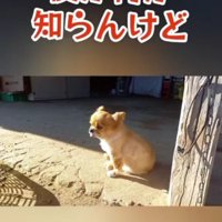 「僕かなんか知らんけど」