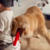おもちゃの車の取っ手を咥えて、男の子の背中に頭をつける犬