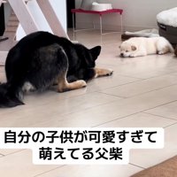 伏せた姿勢で子犬を見つめる犬