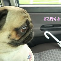 「どこに行くの？」とワクワク♪