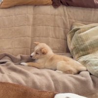 ソファの上に座る子犬