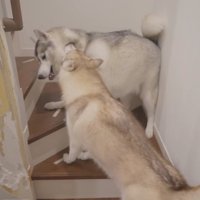 グレーの犬の首を甘噛みする茶色い犬
