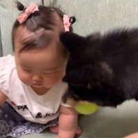 ボール遊びがしたい柴犬さん