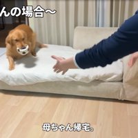 ソファの上の犬
