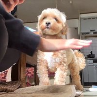 家族で手を重ねるチャレンジ