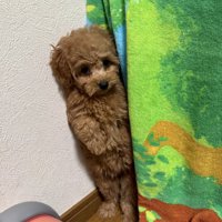 先住ウサギの洗礼