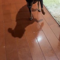 ぎこちない動きで飼い主の方へ近づく犬