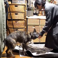 飼い主の手に顔を近づける犬