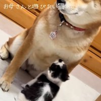 柴犬のこむぎちゃんと子猫のぱんくん