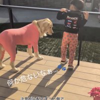 ウッドデッキで外を見つめる男の子と犬