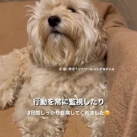 ソファでくつろぎながら見上げる犬
