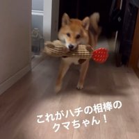 お気に入りを持ってきたはちちゃん