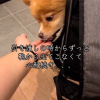 フードを食べるレモンちゃん