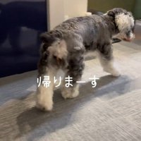 お風呂から出た時のポポちゃんの態度⑩