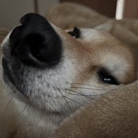 ウトウト