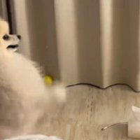 やっぱり神頼み！！