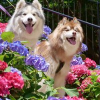 お花畑