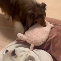 小さな子猫にプレゼント♡