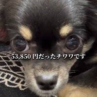 ちまきちゃんとの出会い