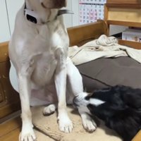 「全然いうこときかない…」