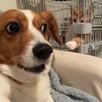 こむぎちゃんはこの表情！