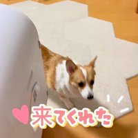 ココちゃんの尊い行動5