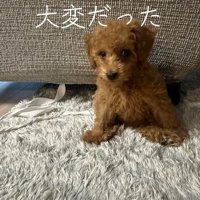 カーペットの上に座る子犬